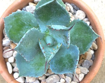 Agave Parryi - Live Succulent - Succulent cutting
