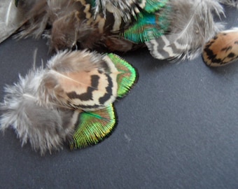 rare feathers of Peacock, 3 back =