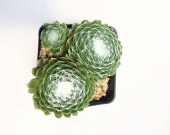 Succulent Plant - Hen's and Chicks Sempervivum Arachnoideum Cobweb Plant' Growing in 3.5" Square Nursery Pot