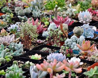 400pcs Mixed Succulent Seeds Lithops Rare Living Stones Plants Cactus Home Plant