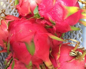 Thai's Dragon Fruit, 3 Cuttings, 6-12"  White Flesh