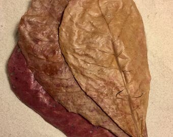 Organic Giant Almond Catappa Leaves ~ Hermit Crab Food