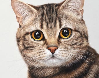 The cat