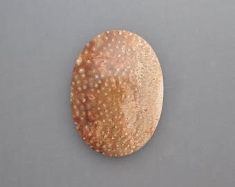 Petrified Palm Wood Cabochon