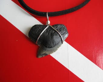 Shark Tooth Necklace, Tiger Shark fossil, Venice-Florida, 20" Suede cord, Silver plated wire wrap