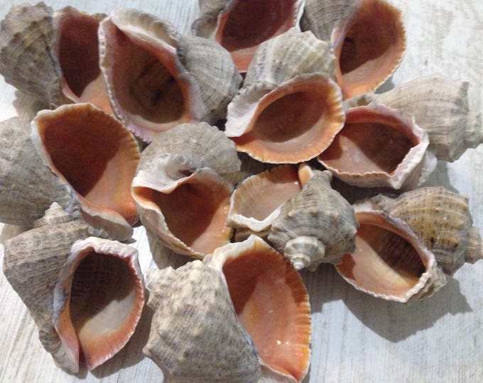 Rapana shells