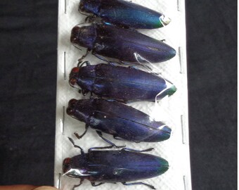Buprestidae: Chrysocroa fulminans fulminans blue (5 pcs)
