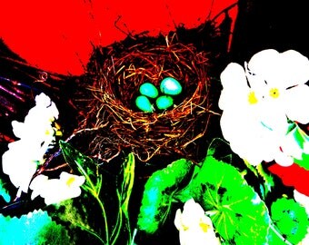 Robin's Eggs in Nest. Digital Photography