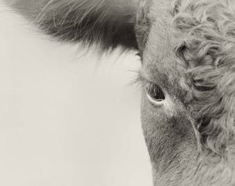 Cow Art