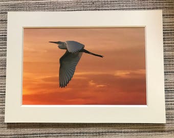 Snowy Egret at Sunset