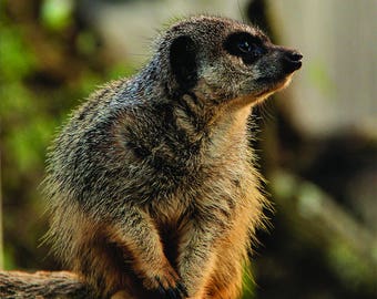 MC14801 Meerkat 1