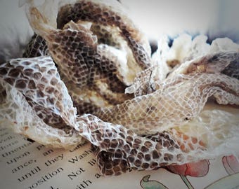 Snake shed Etsy