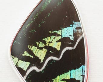 Green Banded Urania Leilus Butterfly - Moth - XL Wing Pendant