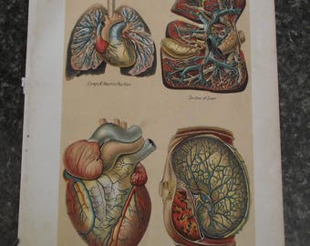 Human Anatomy Chart Heart Lungs Digestive System 1920 Vintage