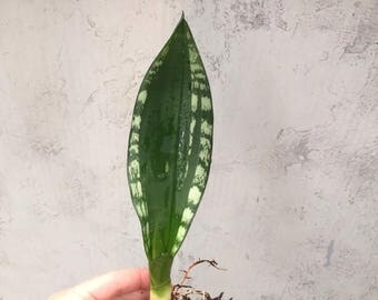 Starter Sansevieria Clean Air Plant-Snake Plant, Mother In Laws Tongue, Sansevieria