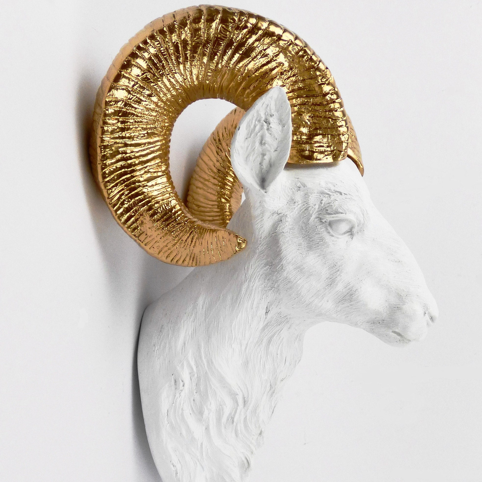 Taxidermy Ram Head Animal Wall Mount Animal Head White