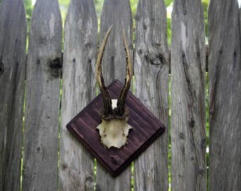 Roe Deer Taxidermy Antlers on Diamond Plaque