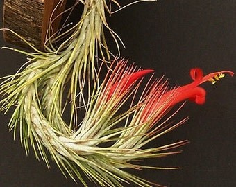 tillandsia funkiana airplant