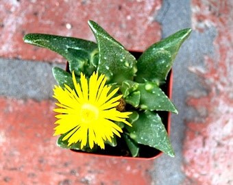 Faucaria tigrina Tiger Jaws 2" Pot