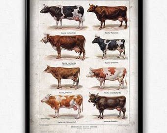 Cow Breeds Vintage Print - Cow Poster - Cow Art - Cow Poster - Cow Illustration - Kitchen Decor - Kitchen Art - Larousse Print