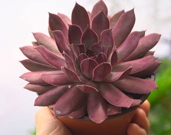 LARGE Succulent Red Wings Sempervivum Plant, Hens and Chicks, Terrarium Plant, Aeonium Houseleek Echeveria Purple Succulents, Rare Succulent