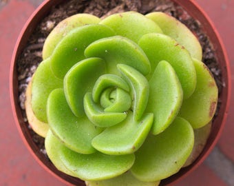 Rose Shaped Succulents, Mountain Rose Succulent, Rare Succulent Terrarium Plant, Aeonium Lilypad Rosette Succulents Cuttings Greenovia Plant