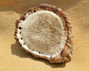 Stunning Elk Antler Rosette Burr Crown Base