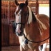 Darcy