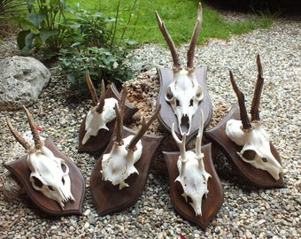 Collection roedeer antlers * taxidermy * trophy * skull * bone * roebuck * deer