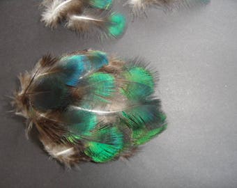 feathers 3, the Peacock "jade or java" iridecentes.