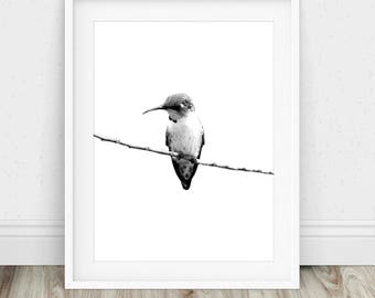 Hummingbird Drawing - Hummingbird Print, Hummingbird Sketch, Hummingbird Art, Pencil Drawing, Bird Drawing Print, Drawing Print, Drawing