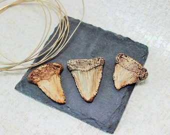 Shark Tooth Necklace, Clay Pendant, Shark Jewelry, Ocean Jewellery, Bone Jewellery, Wire Wrapped Jewellery, Gift For Men, Mens Necklaces