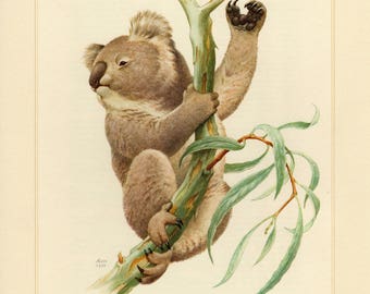 Vintage lithograph of the koala from 1956