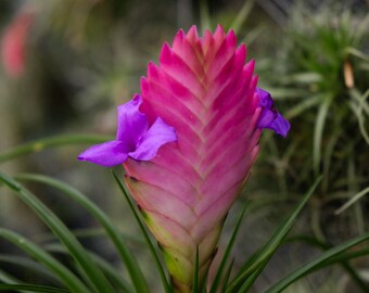 Tillandsia Cyanea, Pink Quill Plant, Large Bromeliad Plant, Blue Flowered Torch Air Plant, Hanging Plant, Tropical House Plant, Rare Plant