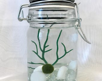 Live Marimo ball aqua terrarium/moss ball/gift/home/office/student/back to school/marimo pet