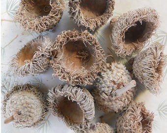 New Crop - Large Fringed Acorn Caps