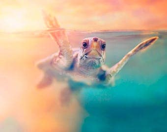 Sea Turtle Hatchling Fine Art Print