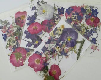 Pressed Flowers, 25 Real Dried Flowers, Decorations, Wedding Decor, Invitations, Invitations, Decoupage, Resin Jewelry, Craft Supplies