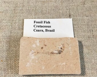 Cretaceous Fossil Fish, Genuine Fossil