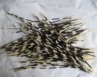 South African Porcupine Quills - 6 - 16" (Five) Thin Quills