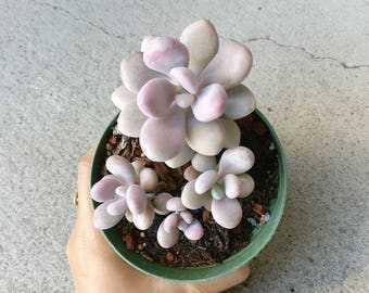 Moonstones Succulent Pachyphytum Oviferum Pink Moonstone Plant Pebble Rosette Pink Succulent Exotic Succulent Plants Rare Succulent Gift