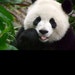 jiaoyangqizi
