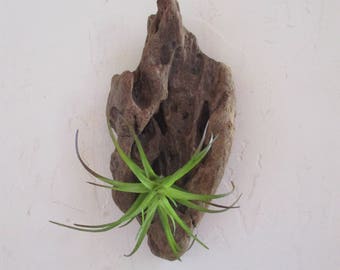FREE SHIPPING = Driftwood Air Plant Wall Holder "Nautical Style"
