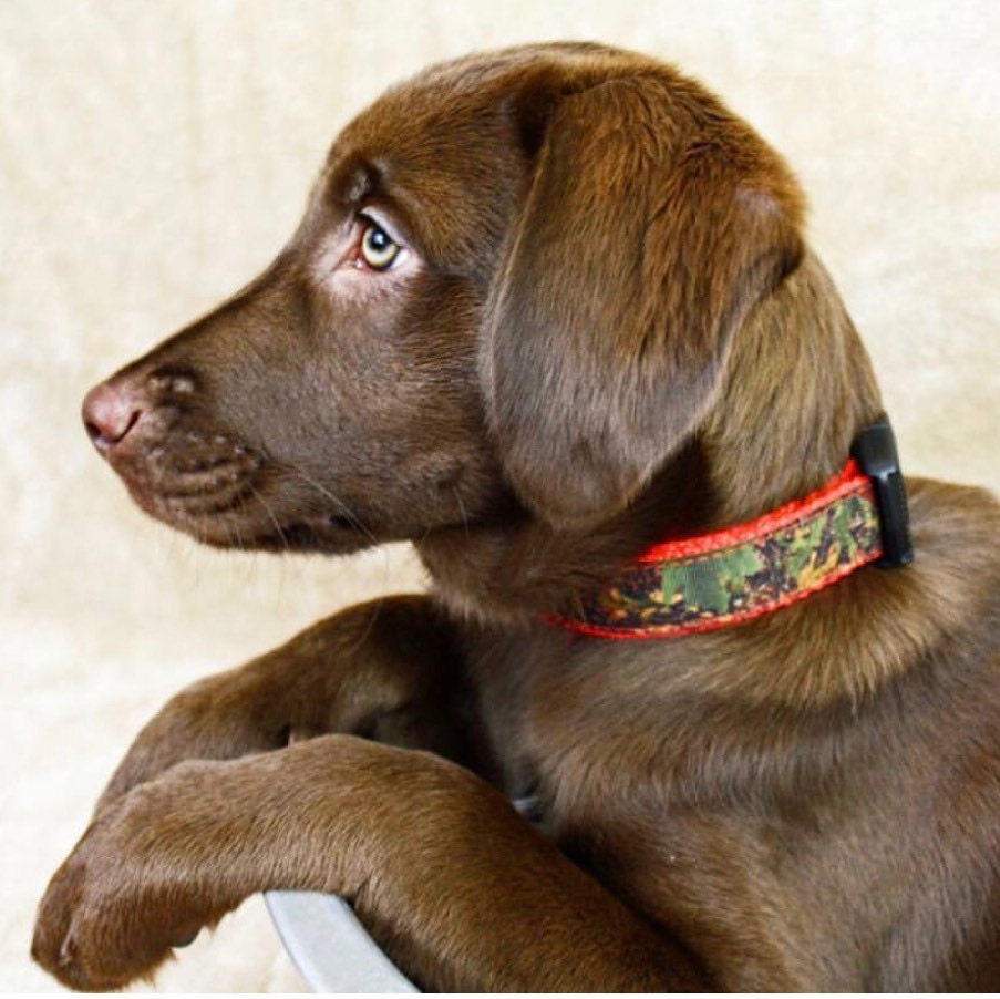 Friendship Bracelets Furiendship Bracelet Matching Dog