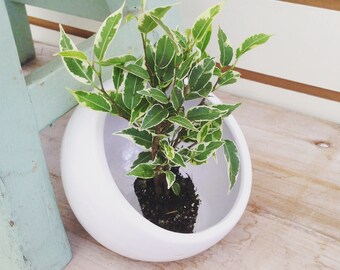 Beautiful! Ficus Nicole Plug (1)