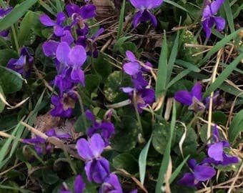 Violet Seeds, Viola Odorata Heirloom