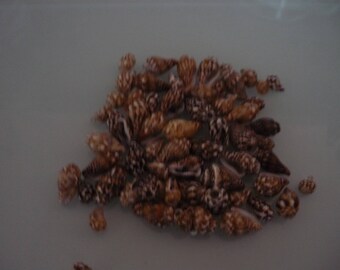 Small 100 mm x 6 mm Brown/gray escargot12 shells