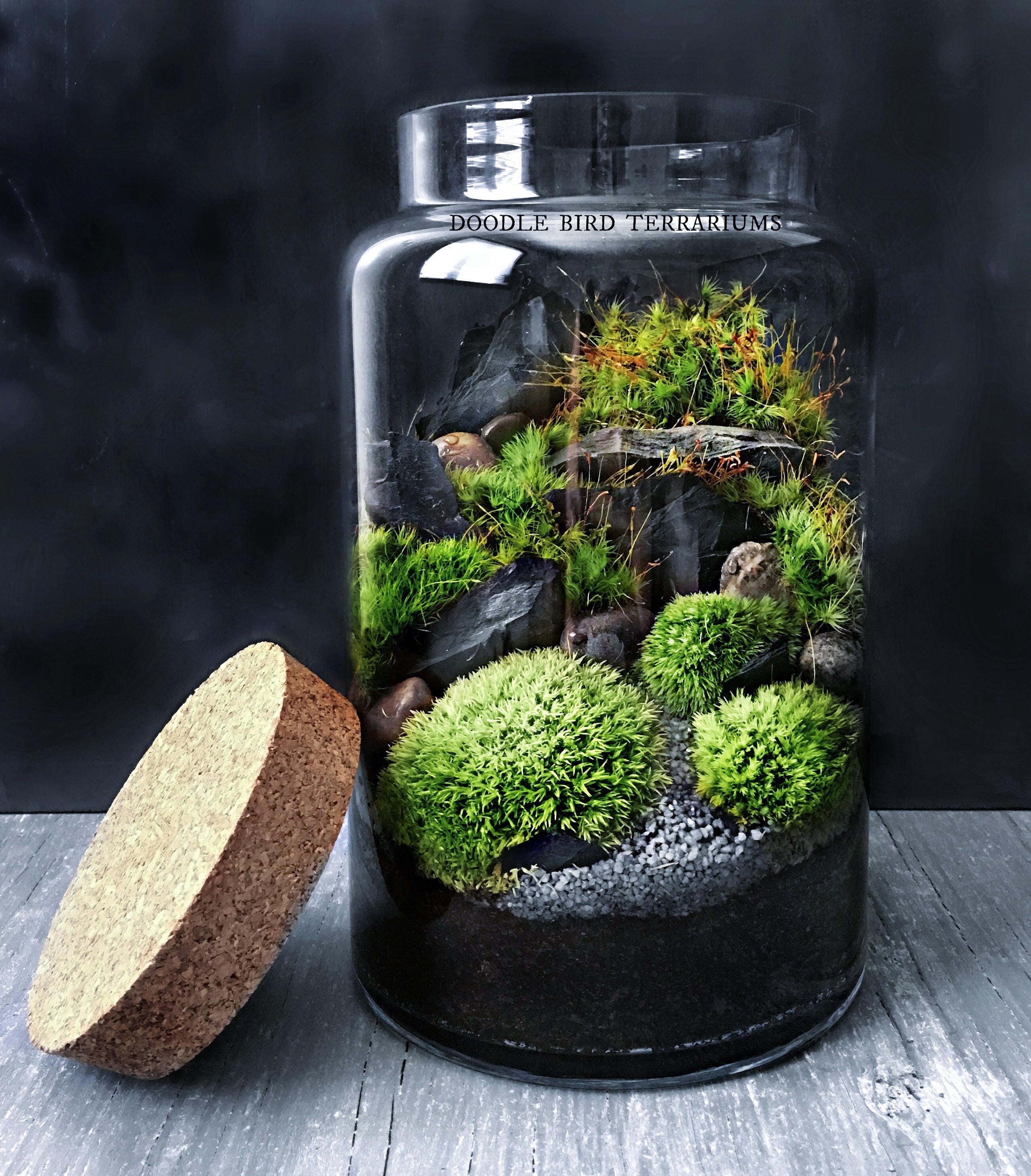 Woodland Moss and Fern Terrarium in Large Glass Jar