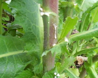 Wild Lettuce Seeds (Lactuca virosa) 20+ Rare Medicinal Herb Seeds in Frozen Seed Capsules™ for Seed Saving or Planting Now