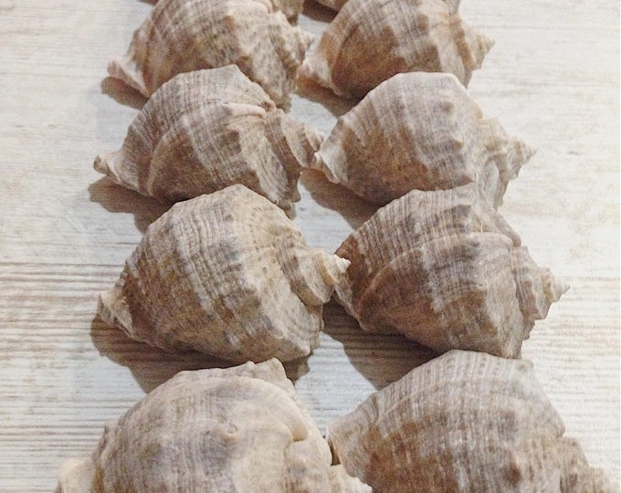 Rapana shells